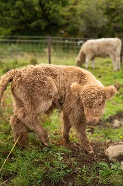 baby cow 2
