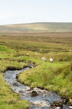 sheep