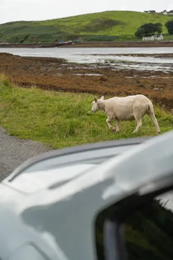 sheep