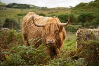 cow