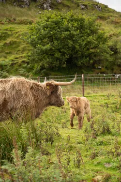 baby cow