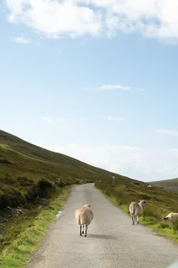 sheep on street
